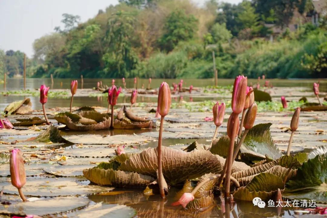 在清迈短租房一个月多少钱,在清迈住一个月花费多少