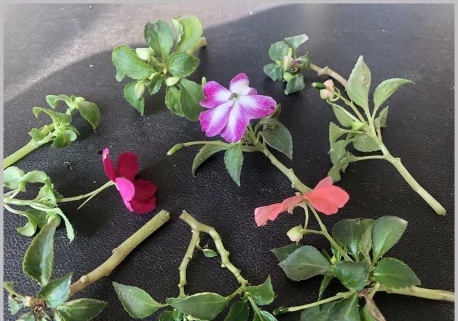 凤仙花的修剪方法和技巧,朋友家的凤仙花