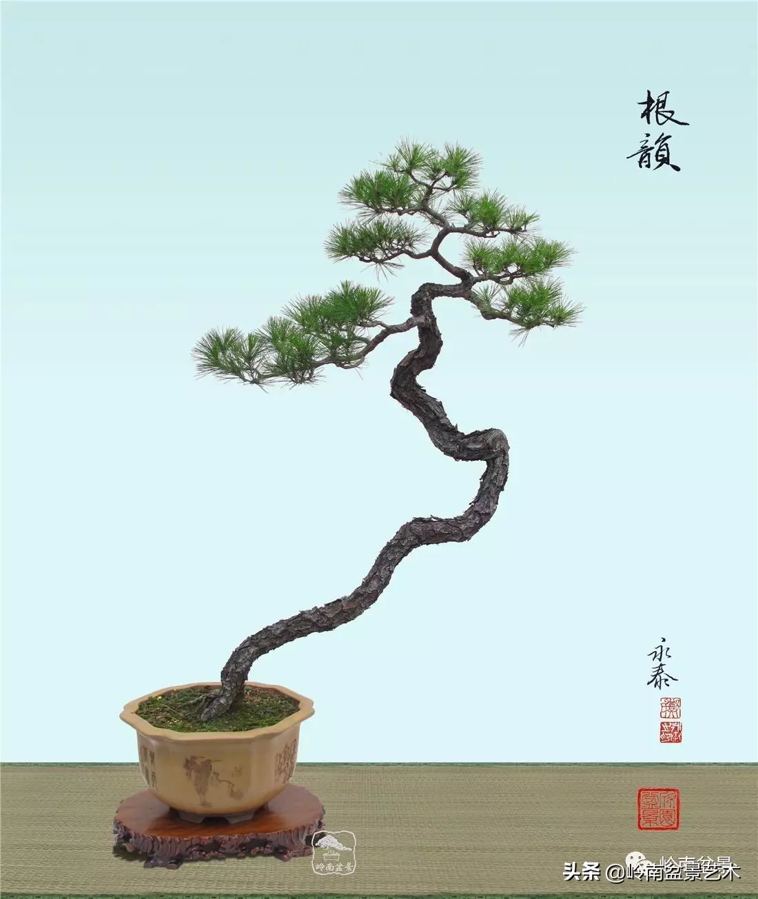 山松马尾松盆景,盆景大师郑永泰有书吗