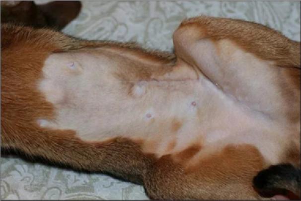 猫宫蓄脓什么症状,猫治疗乳腺炎吃什么药