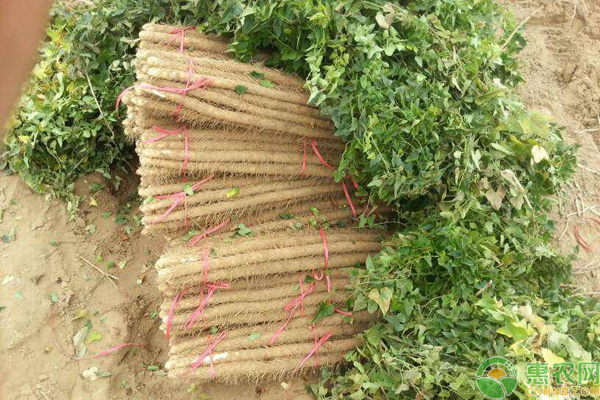 种植山药防治病虫害技术全过程,山药主要的病虫害