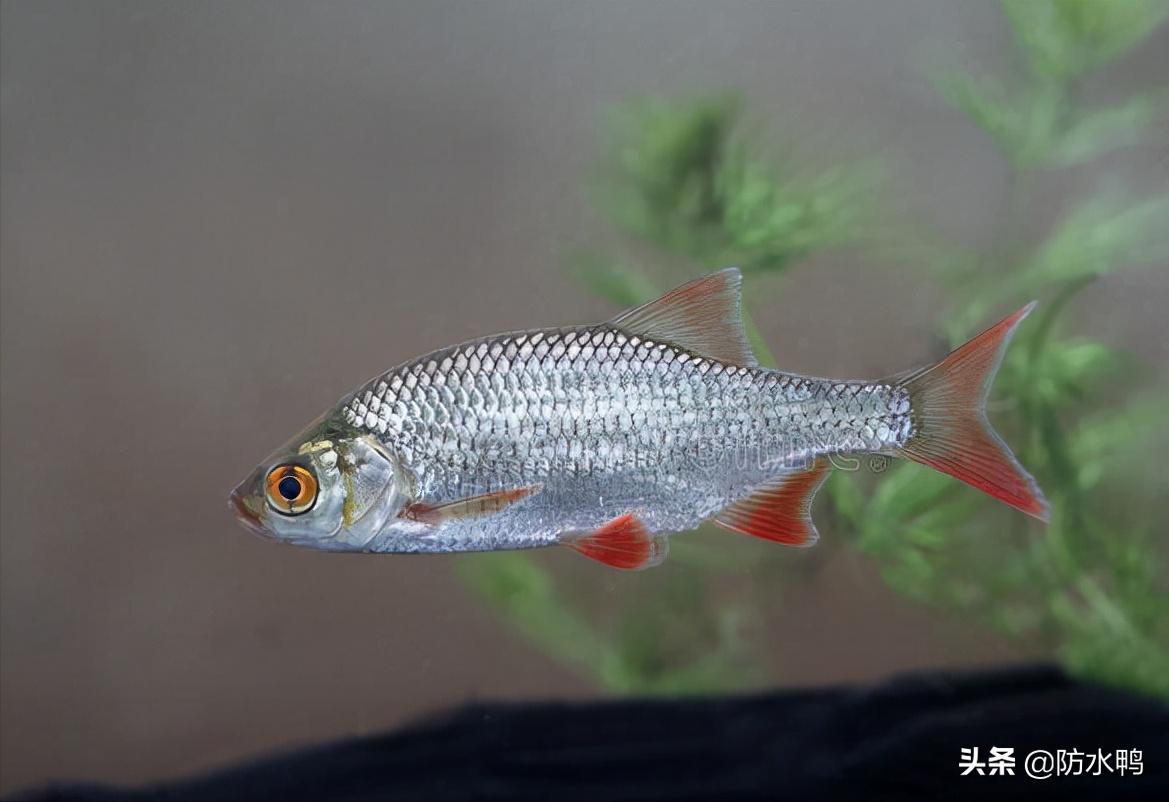 鱼池防水方法和注意事项,鱼池防水丙纶布好还是防水涂料好