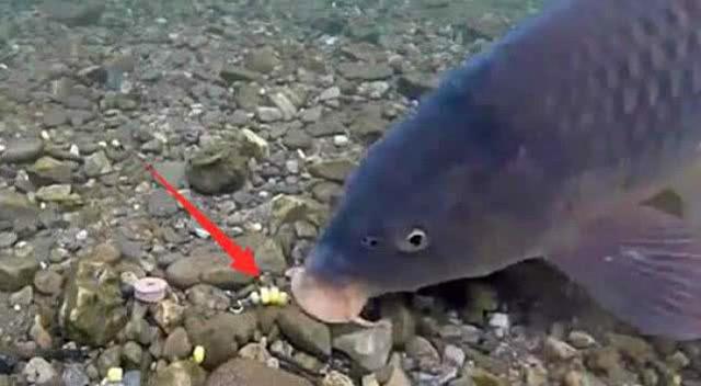 哪些鱼会吃玉米饵料,为什么钓鱼人喜欢用玉米呢