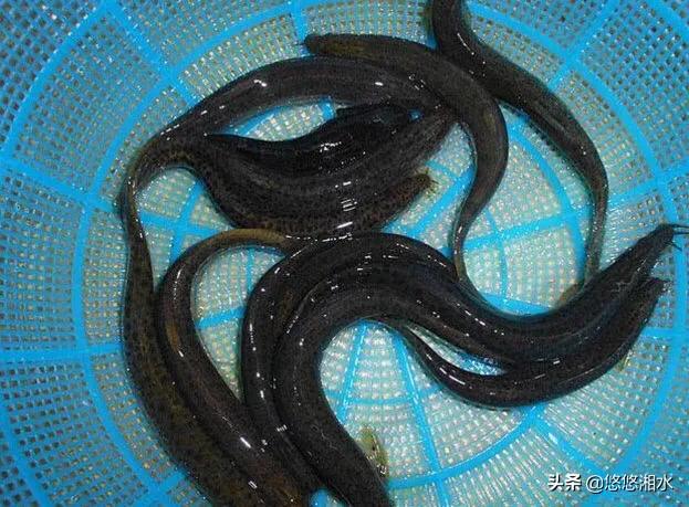 回不去的故乡视频完整版,回不去的故乡贵州完整版