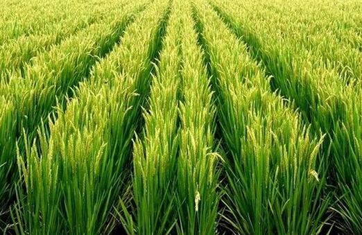 水稻白穗病原因,水稻有白穗病怎么办