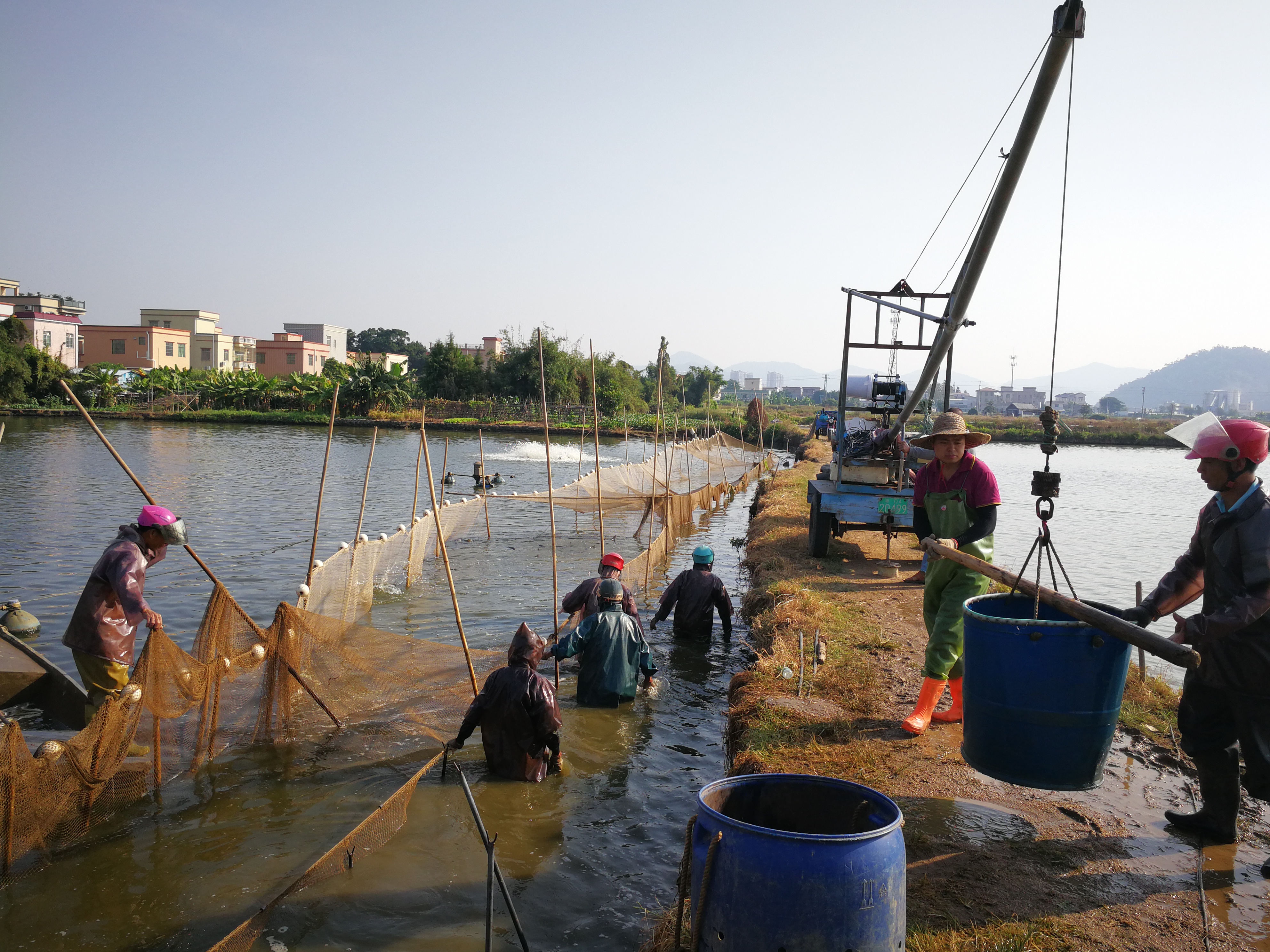 中山刮鱼工时薪50元,养殖场老板抱怨吃不消了