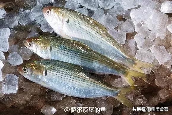 32种经典寿司做法视频,寿司常用的鱼