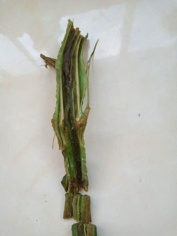 番茄溃疡病在什么时期,番茄溃疡病发生条件