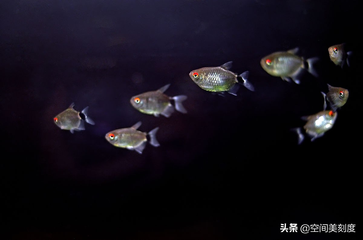 水中精灵鱼儿戏水,水中精灵鱼缸