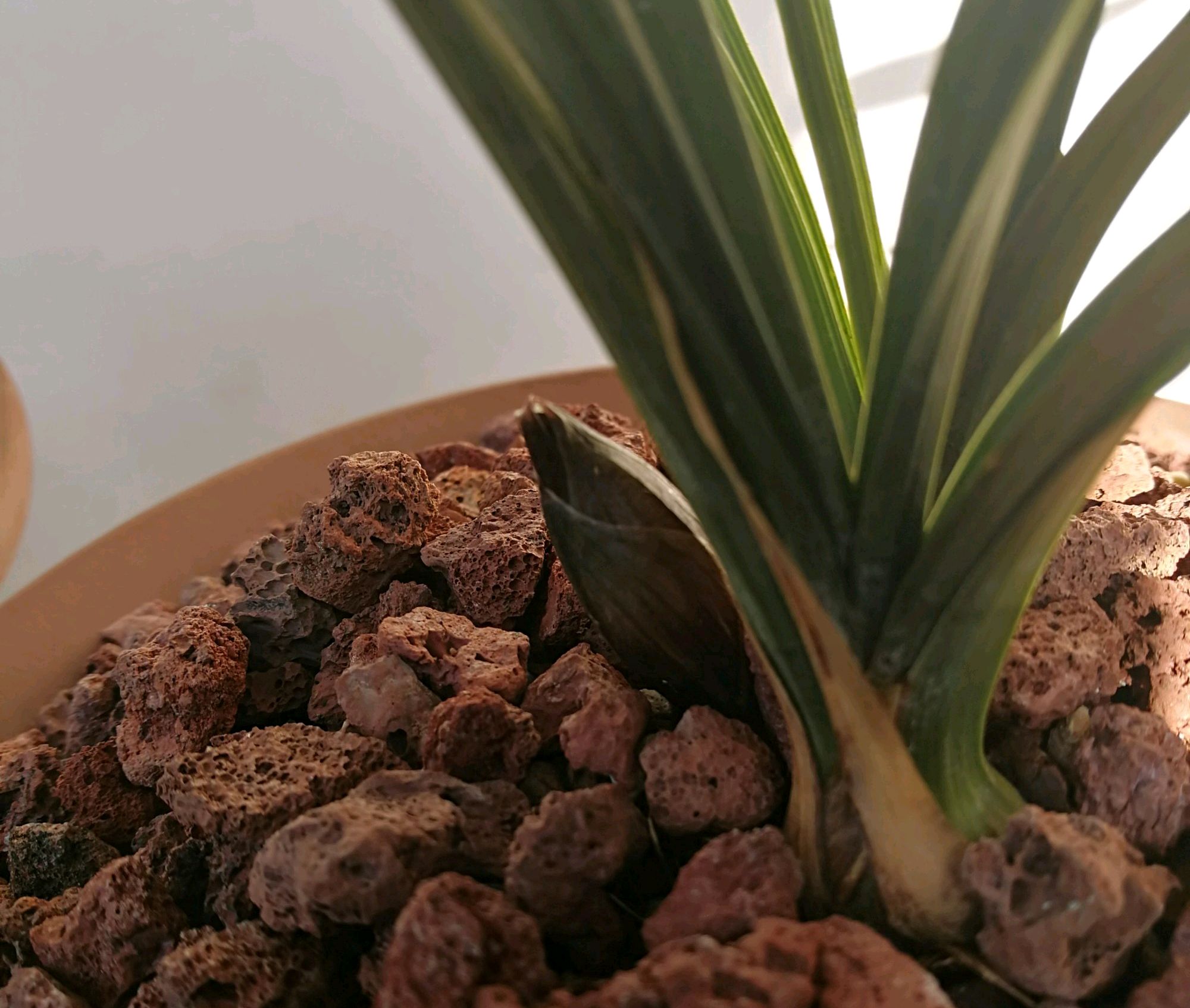 处在花苞期的兰花是否能施肥,兰花打花苞的时候用什么肥料最好