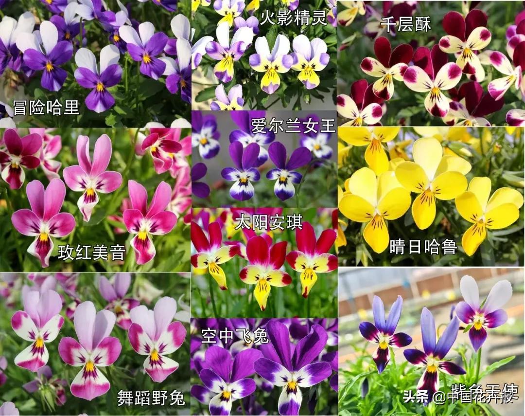 同样是“堇”，为什么“小兔子”这么有个性？