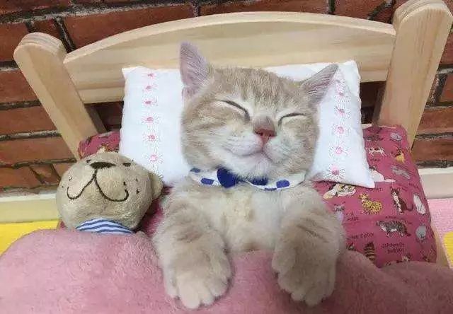 如何判断猫咪发烧,如何判断猫咪发了情