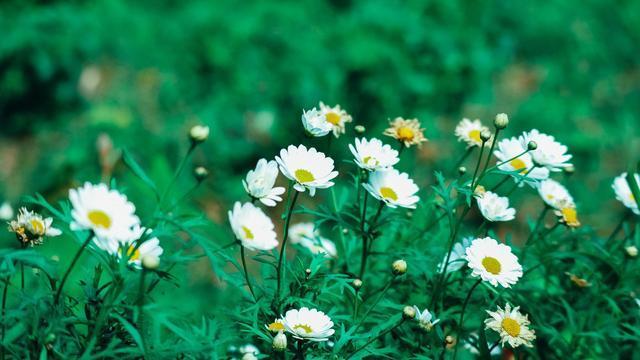 十二星座谁能让巨蟹死心,十二星座巨蟹忘不了前任