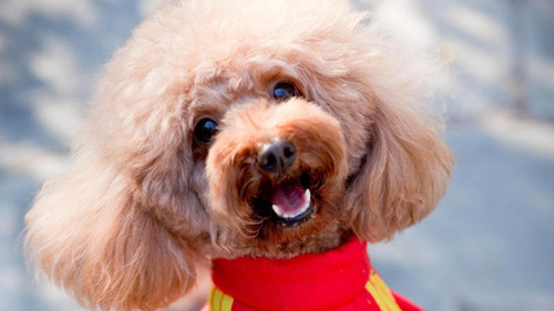 泰迪生病了一直躲着自己睡觉,泰迪命短的坏习惯有哪些