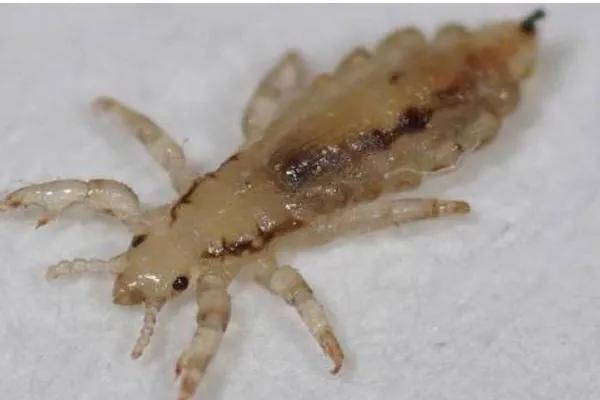 经典植物动物科普,常见植物对应的动物