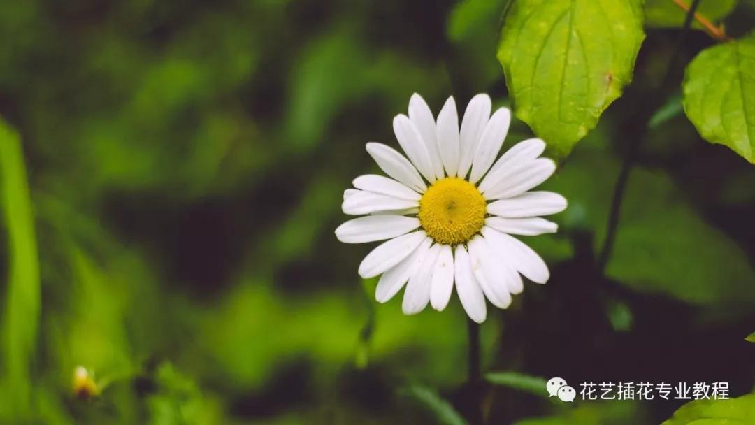 「花艺知识」50种常见花材的花语~（建议收藏）