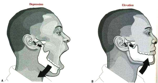 两侧脸不对称是病吗,脸部百分之一的不对称正常吗