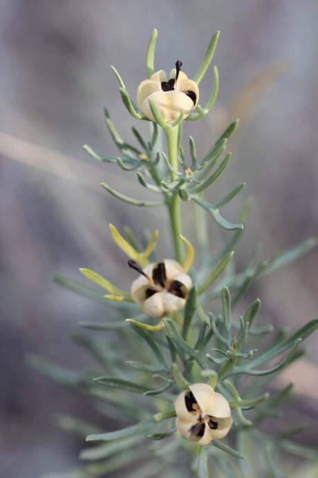 骆驼蓬是一种什么药材,中药材骆驼蓬配方