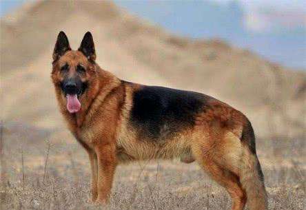 溥仪有条爱犬叫佛格，他高价将其从德国购来，为何它最后消失了