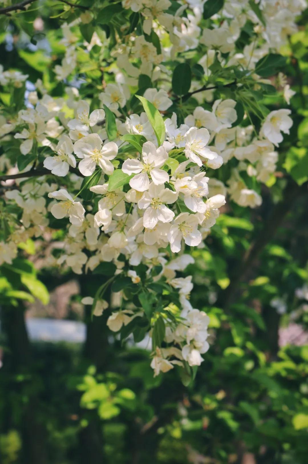 北京人少景美赏秋的公园,北京赏秋中山公园