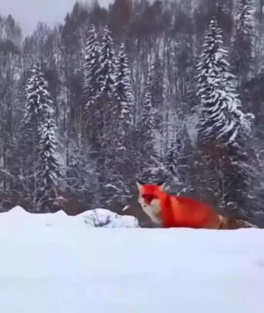 火狐事件辟谣,大兴安岭火狐造假