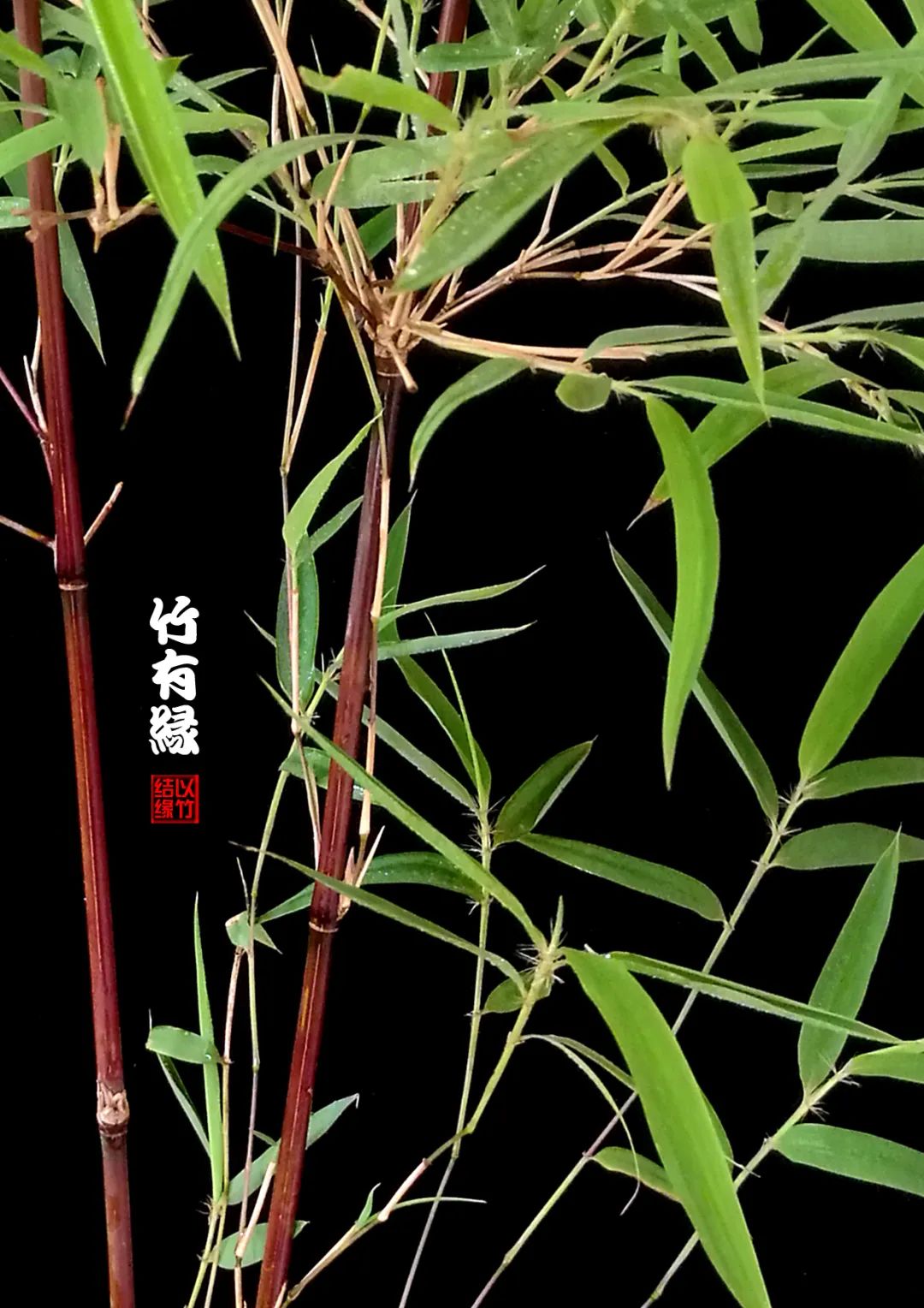 观赏竹怎么养护种植,养竹用什么营养液