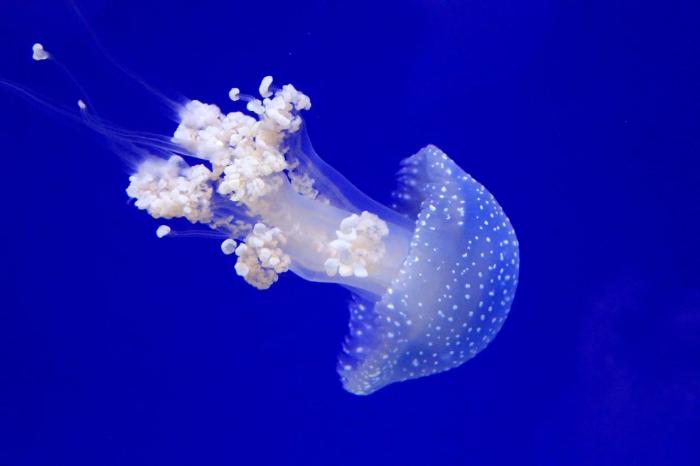 澳洲斑点水母需要什么水养殖,大西洋海刺水母怎么养殖详细攻略