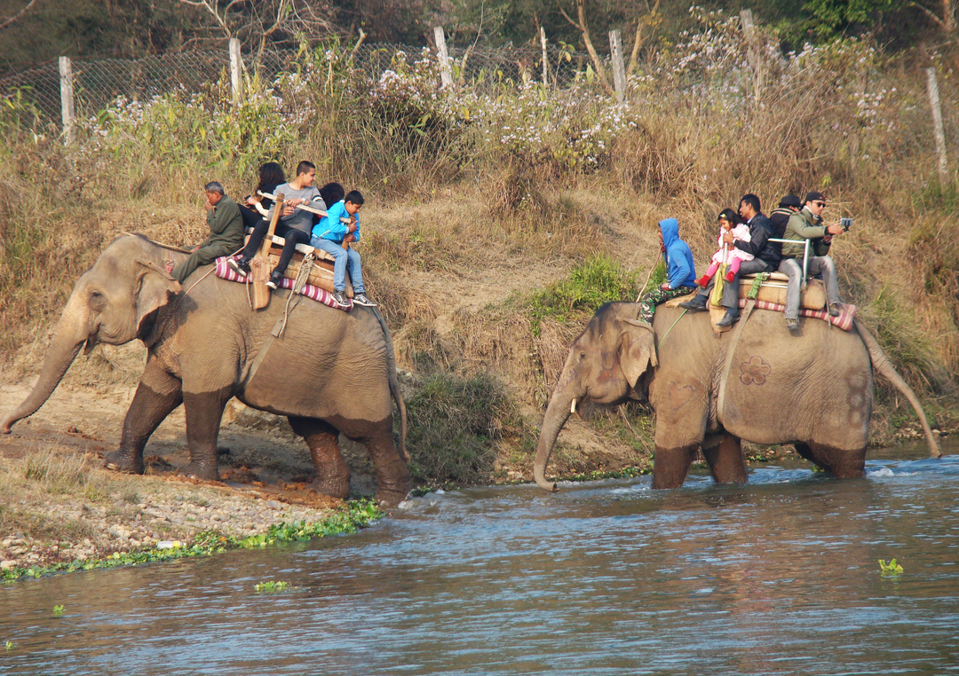 大象足球大赛,大象足球赛
