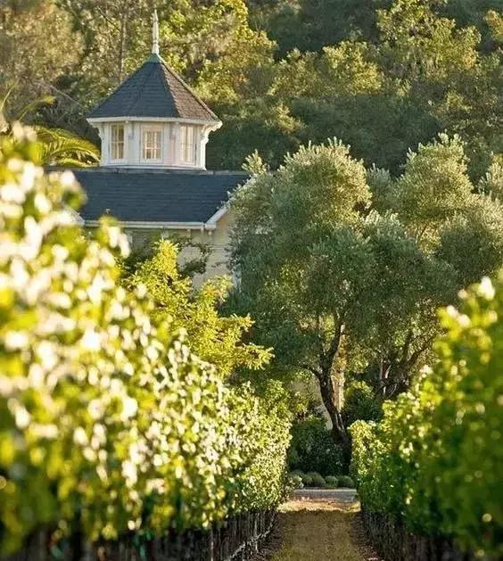 葡萄酒常见英文有哪些,葡萄酒常见英语术语