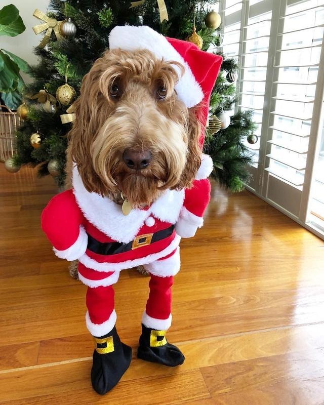 给狗狗穿衣服狗狗调皮怎么办,冬天了不给狗狗穿衣服狗狗会冷吗