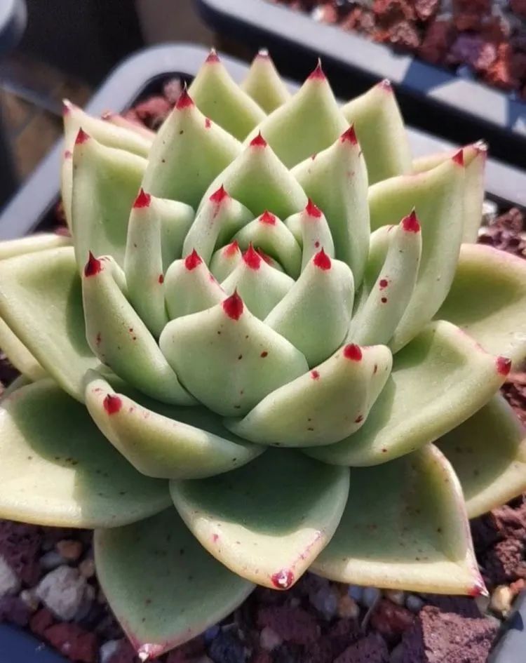 养多肉植物修身养性,多肉的习性和日常养护方法