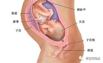 孕期周刊,孕期日记第21周