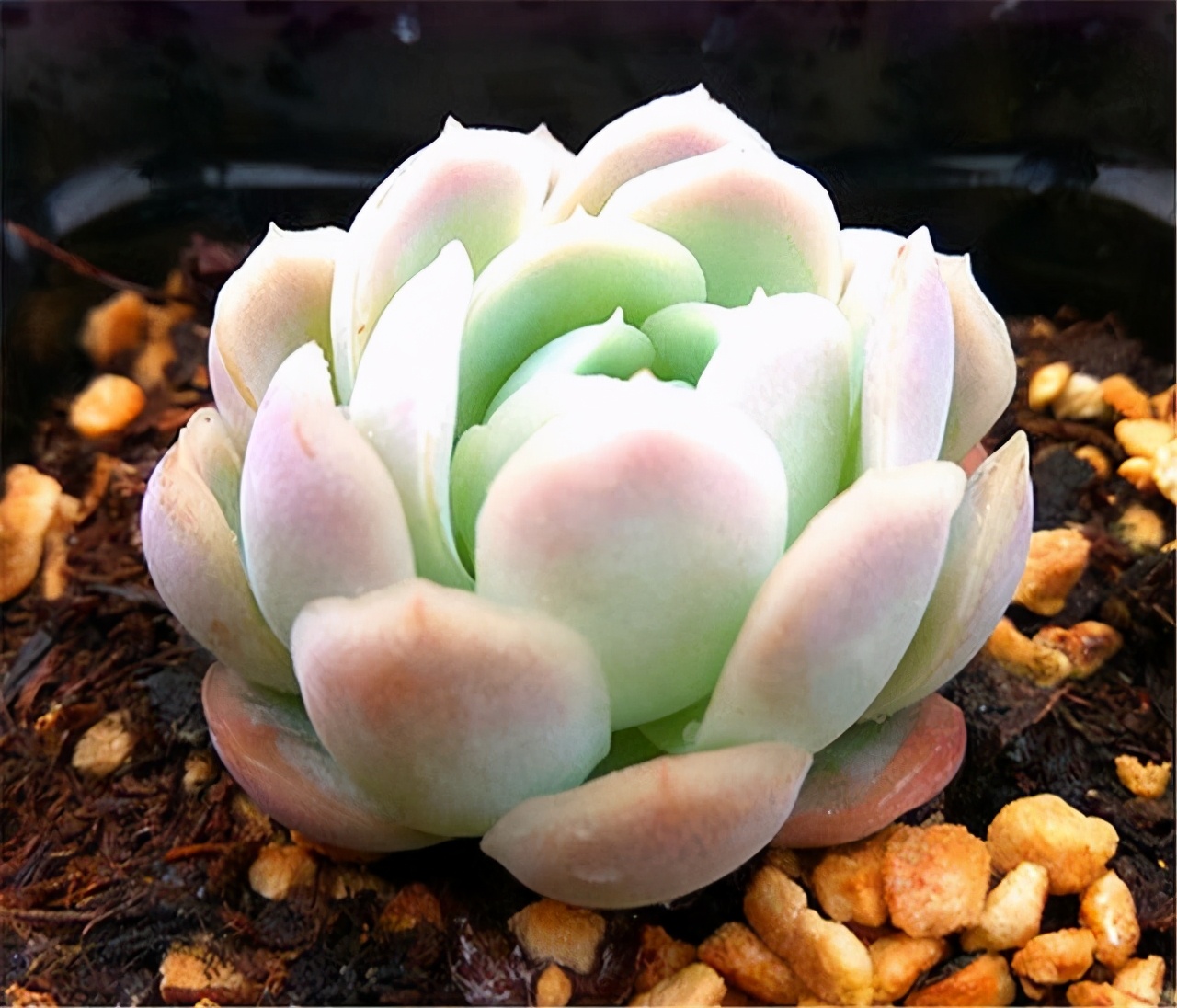 多肉冰梅简介,多肉冰梅最好的样子