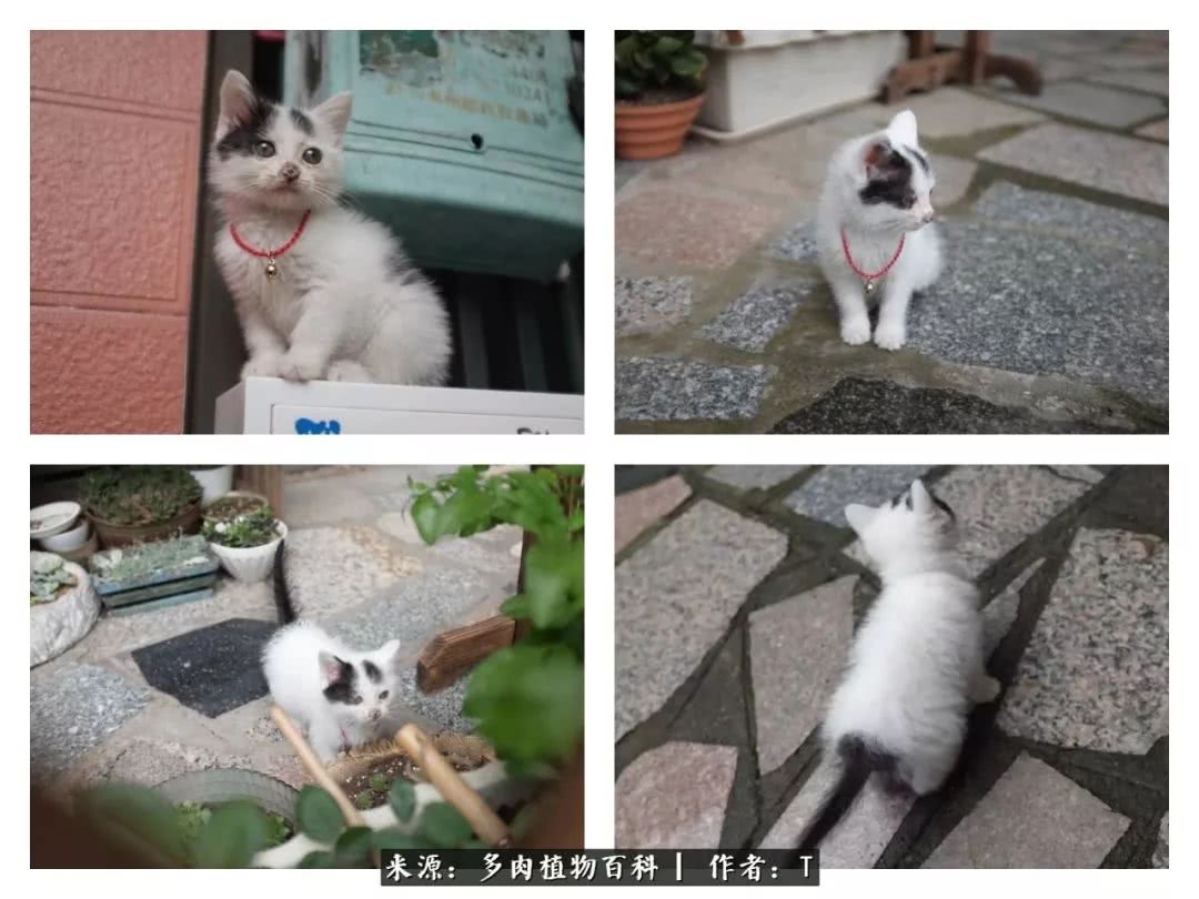 多肉还可以这样玩(上):八年养肉路剪影!