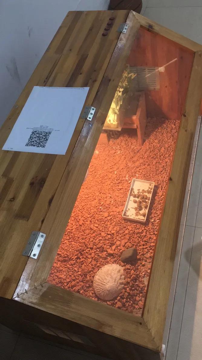 台州宠物龟被抓去哪里了,温岭宠物龟被抓