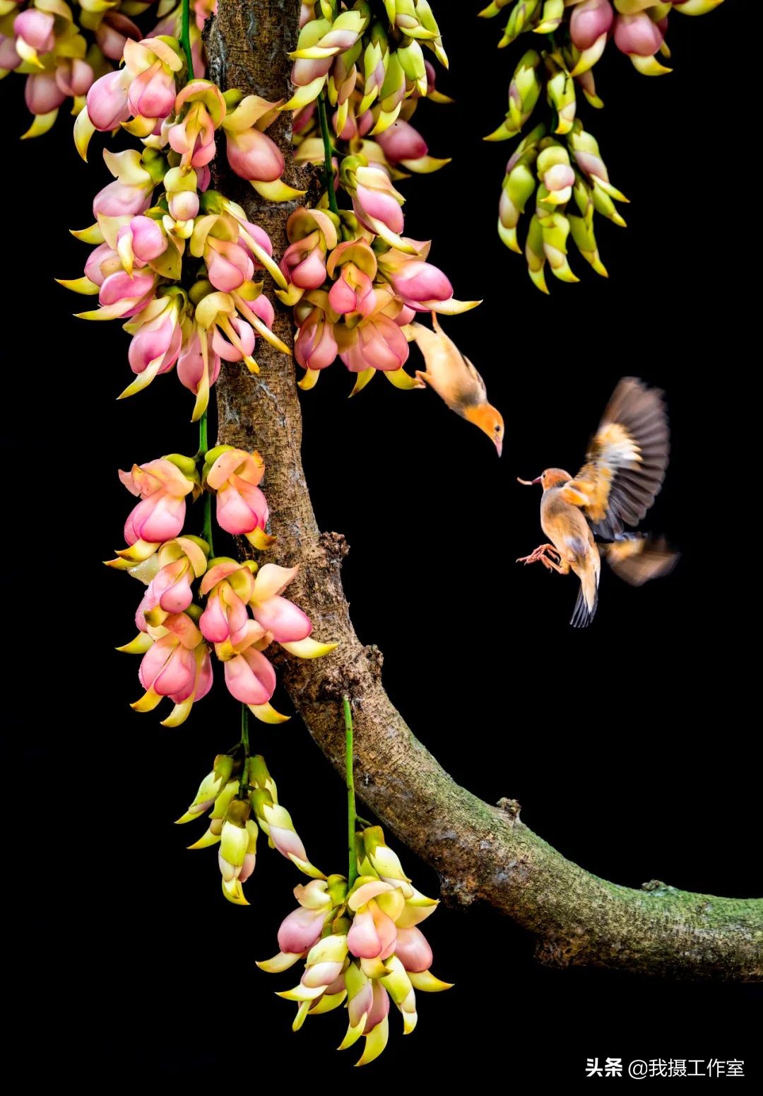 第16届国际摄影艺术展获奖作品,第29届全国摄影艺术展览作品集