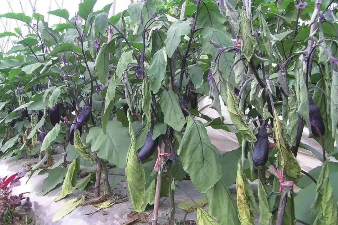 茄子最常见的病虫图片,茄子虫害最佳治疗方法