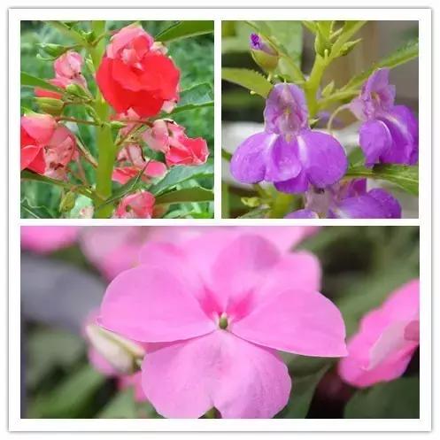 史上最全的花卉介绍，认识超过30种以上绝对是大神