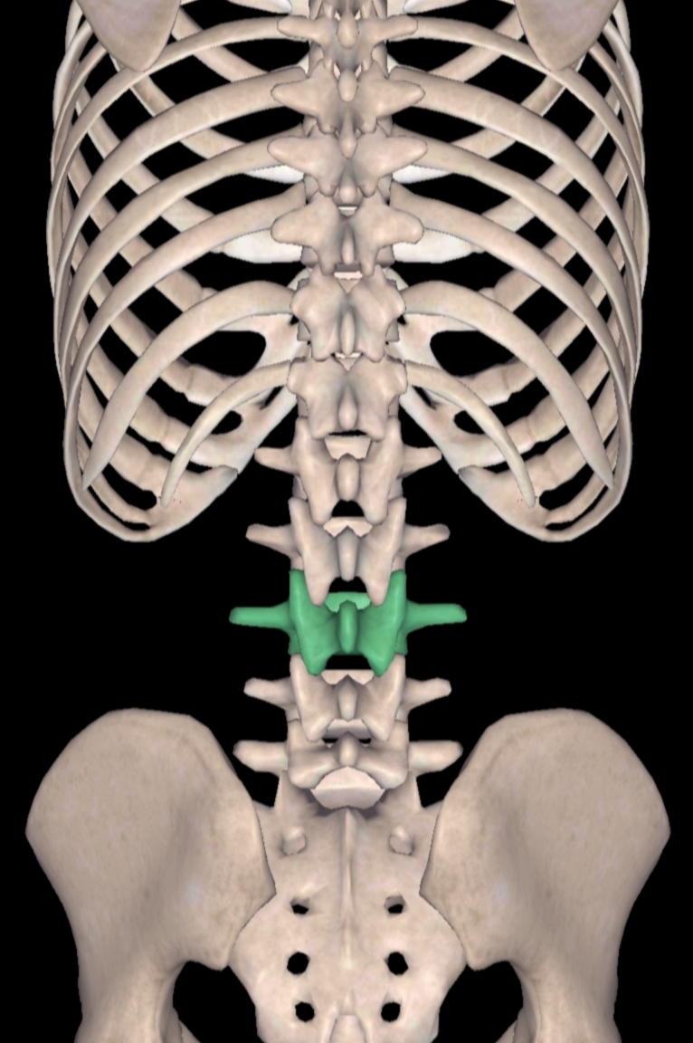 练好肌肉防腰痛,腰痛肌肉劳损