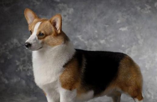 狗狗品种伯恩山犬,狗狗品种的奥秘卡斯罗犬