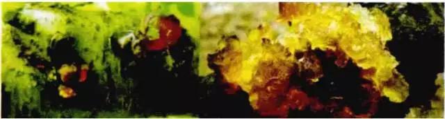 果树得了流胶病用流胶净喷一喷,果树流胶病用石硫合剂可以吗