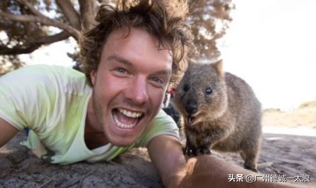 世界上十大很少见到的动物,世界上最受欢迎的动物排行榜