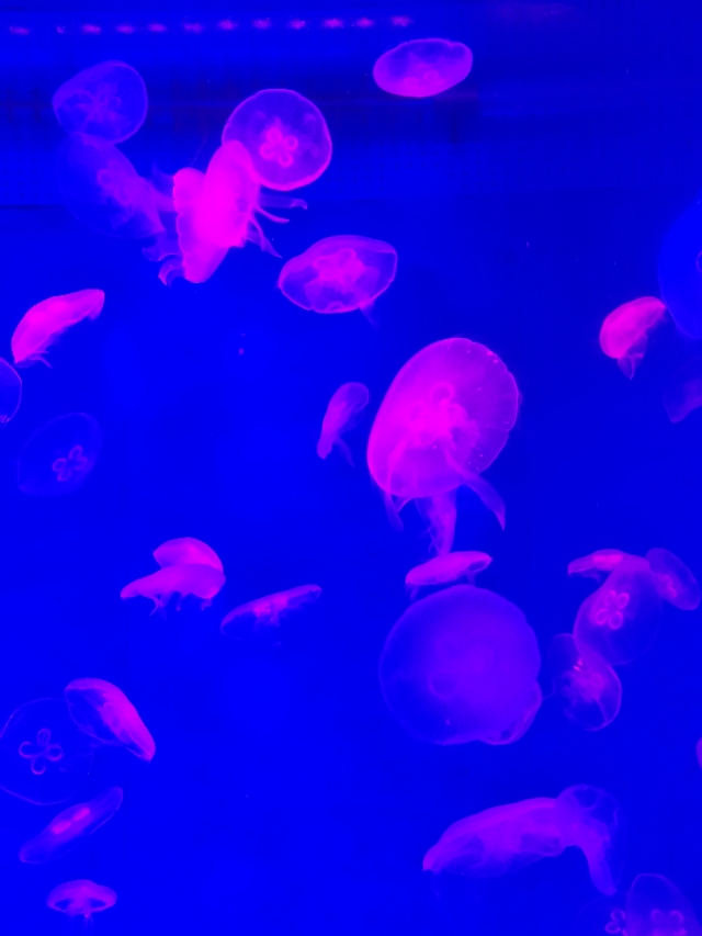 抚顺皇家海洋乐园冲浪馆图片,抚顺皇家极地海洋乐园视频