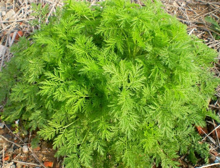 大青叶在养猪当中的作用,青蒿在水产养殖的功效与作用