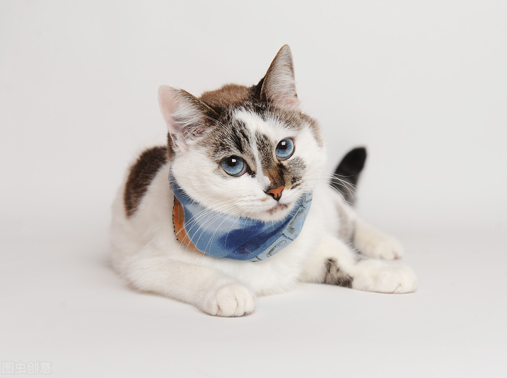 猫咪消化不好需要喂什么,猫咪吐了没消化的食物