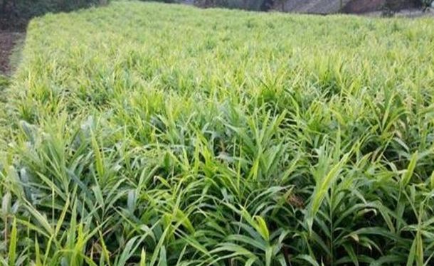 种植生姜能致富吗,生姜栽培种植新技术