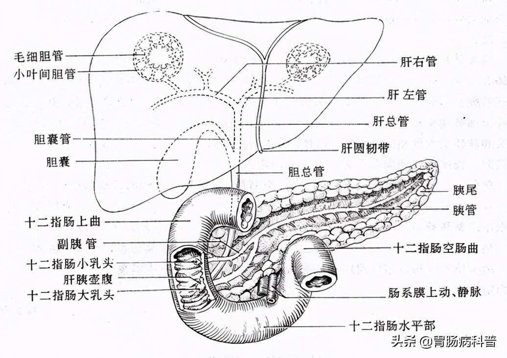 护考消化系统解剖图谱详解,消化系统解剖生理教学