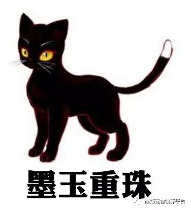 谁说土猫无名猫？快来围观古代猫谱，你家有没有镇宅神兽！