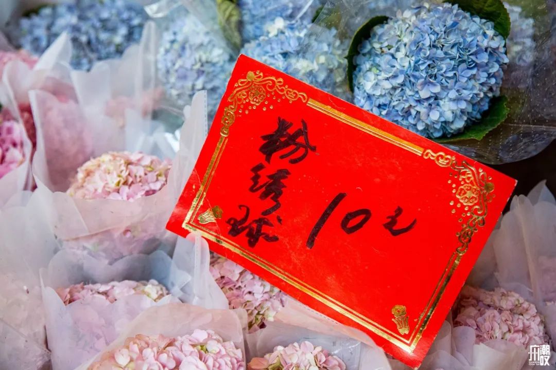 深夜去广州的花卉市场买花,如何逛斗南花卉市场买花便宜