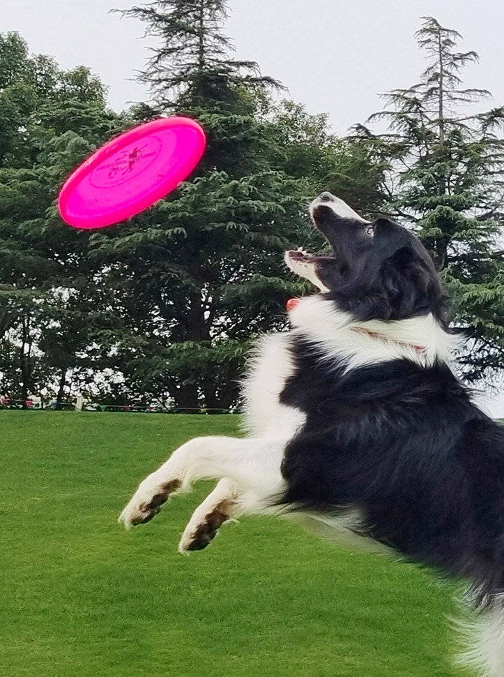 vivox60测评记住你的样子,介绍一下vivox60的优点和缺点